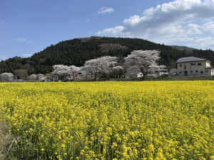 宮城県大崎市鳴子温泉郷の1つ川渡温泉菜の花畑フェスティバルと桜と青空