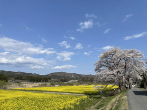 宮城県大崎市鳴子温泉郷の1つ川渡温泉菜の花畑フェスティバルと桜