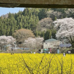 宮城県大崎市鳴子温泉郷の１つ川渡温泉菜の花畑フェスティバル