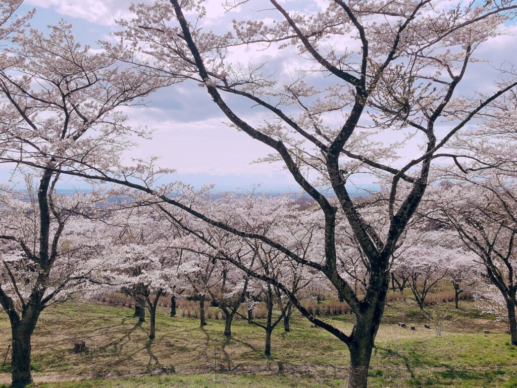 宮城県大崎市田尻加護坊山の千本桜